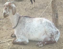 Goat_care&mgt
